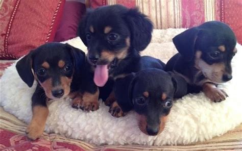 helena puppies for sale|craigslist helena dogs for sale.